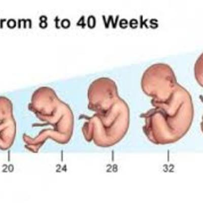 Timeline: 9 Months In The Womb
