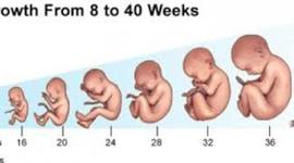 Timeline: 9 Months In The Womb