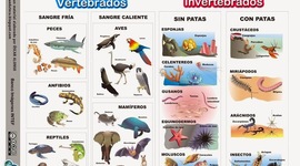 Timeline: Los Animales en el Espacio