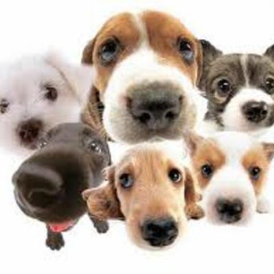 Timeline: Historia del Perro