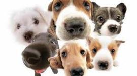 Timeline: Historia del Perro