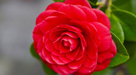 Timeline: Ligne de temps pour Tsubaki