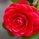 Red camellia flowers japanese meaning