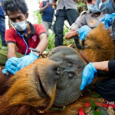 Timeline: Orangutan Outreach