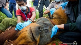 Timeline: Orangutan Outreach