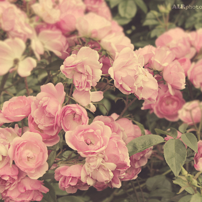 Timeline: 16 timetoast:)))))