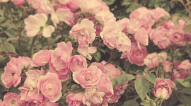 Timeline: 16 timetoast:)))))