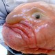 Blob fish
