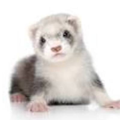 Timeline: Save The Ferrets!
