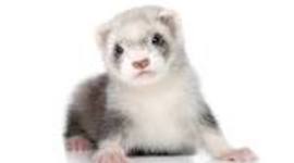 Timeline: Save The Ferrets!