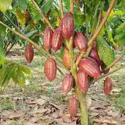 Timeline: Historia del cultivo del cacao
