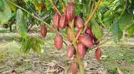 Timeline: Historia del cultivo del cacao