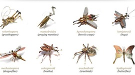 Timeline: Evolución Insectos