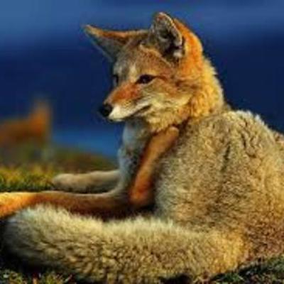 Timeline: El Efecto de la degradación de ecosistemas terrestres sobre la biota