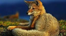 Timeline: El Efecto de la degradación de ecosistemas terrestres sobre la biota