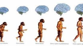 Timeline: Morfología Craneal y Capacidad Cerebral. Ana Lucía Rodríguez Pineda. Fundación Universitaria  del Area Andina. Biología del Desarrollo Humano. Lic. Pedagogía Infantil. Primer Semestre.2016