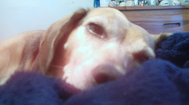 Timeline: Adam McLuckie's Biotimeline