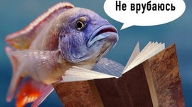 Timeline: Когда делаешь задание