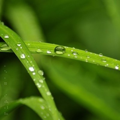 Timeline: Animales extintos