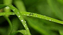 Timeline: Animales extintos