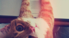 Timeline: la linea del tiempo del compotutador