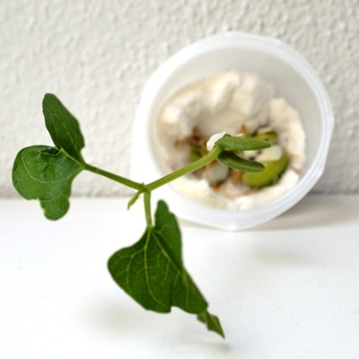 Timeline: La germinació