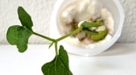 Timeline: La germinació