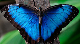 Timeline: La metamorfosi de la papallona