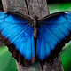 Mariposas morpho azules