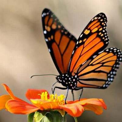 Timeline: Creixement d'una papallona