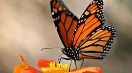 Timeline: Creixement d'una papallona