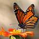Mariposa monarca