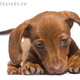 Miniature dachshund1