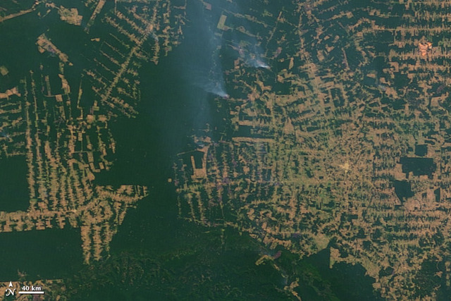 Deforestation in Rondônia Brazil timeline | Timetoast timelines