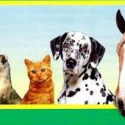 Timeline: Historia de la Medicina Veterinaria