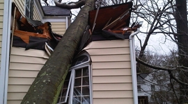 Timeline: Tree Damage March 2010