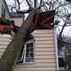 Tree damage 3 15 10