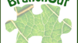 Timeline: BranchOut Media and Outreach Timeline