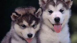 Timeline: WWII Timeline Project: DiColella