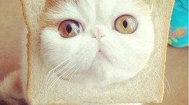 Timeline: cool thing for history trial 2