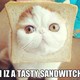 Lolcat meme