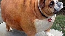 Timeline: Rise of Hitler