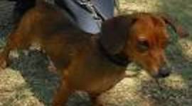 Timeline: Antonio's timeline