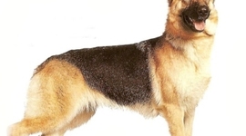 Timeline: Jayon's timeline