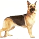 German shepherd dog