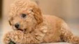 Timeline: danny time line