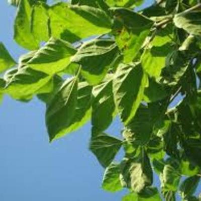 Timeline: Cucs de seda (Nídia Granados i Mireia Xicars)