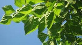 Timeline: Cucs de seda (Nídia Granados i Mireia Xicars)