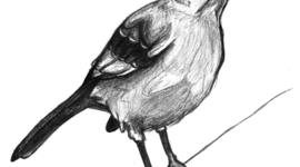 Timeline: To Kill A Mockingbird