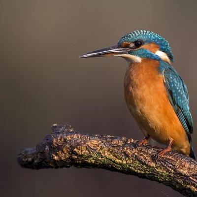 Timeline: Birds Linux